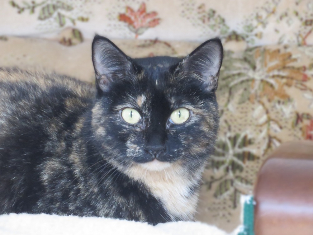 Photo #1 de Clochette