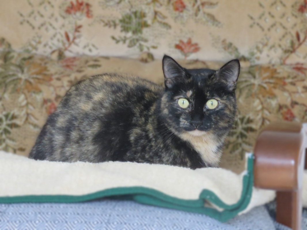 Photo #3 de Clochette