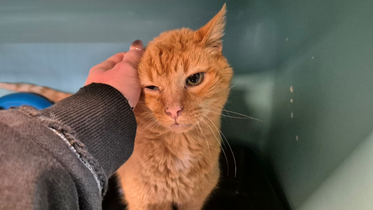 Photo #1 de Aristide