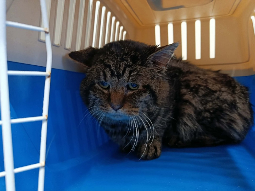 Photo #1 de Cacahuete