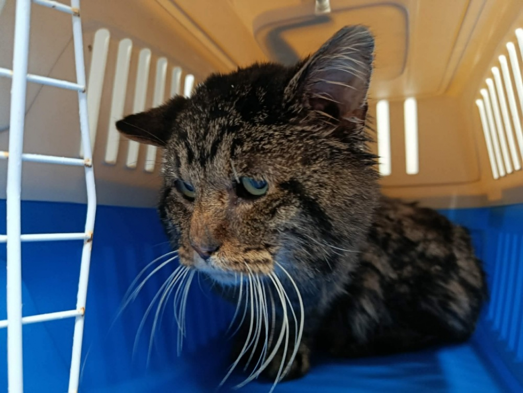 Photo #2 de Cacahuete