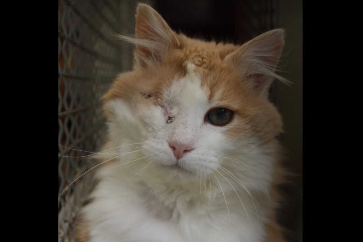 Toto - Chat Européen à adopter