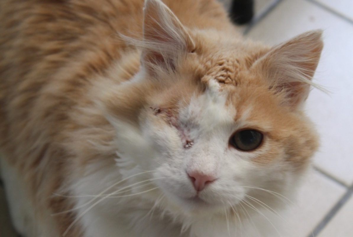 Toto - Chat Européen à adopter - photo 2