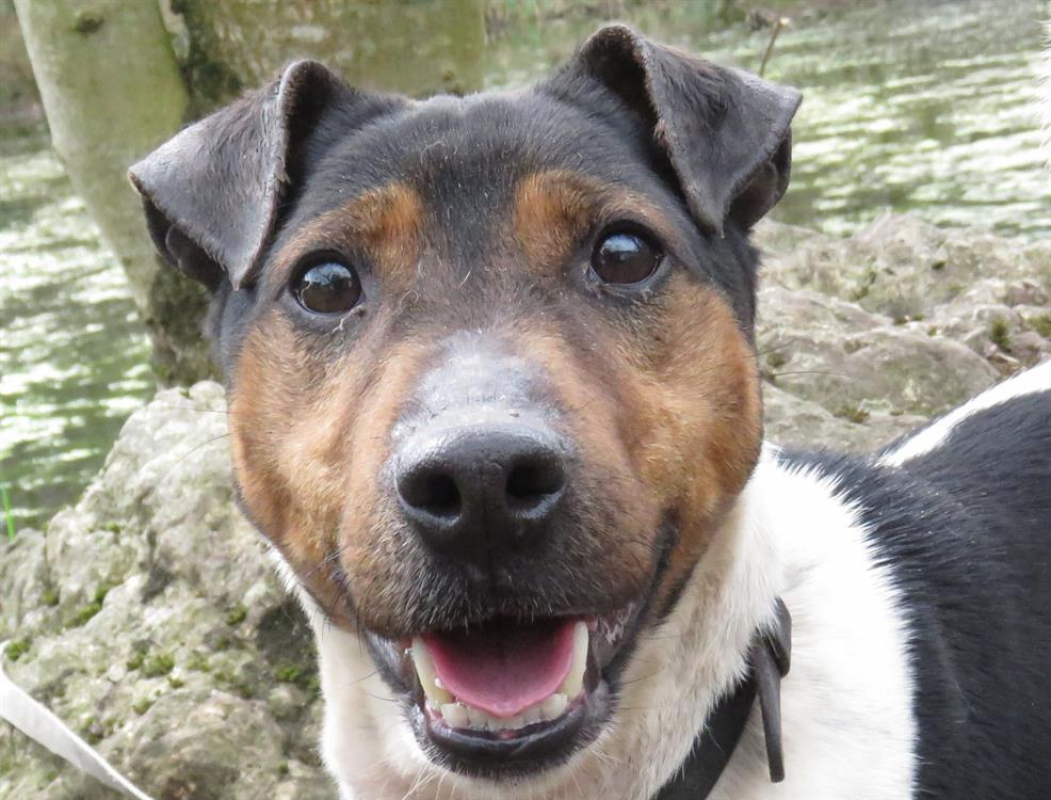 Photo #1 de Chestnut