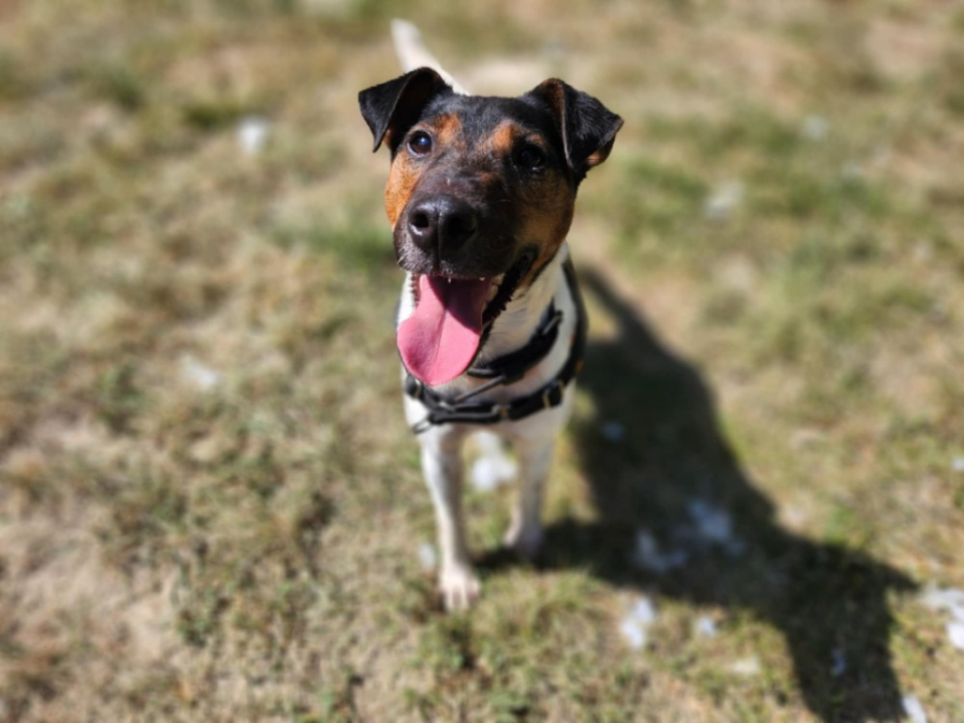 Photo #2 de Chestnut