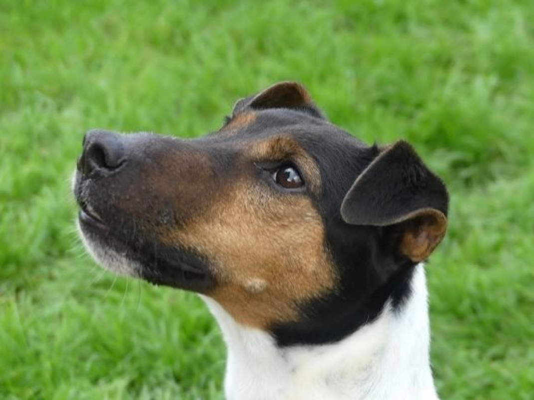 Photo #1 de Chestnut