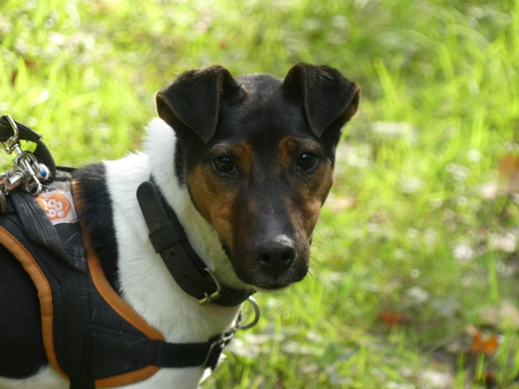 Photo #2 de Chestnut