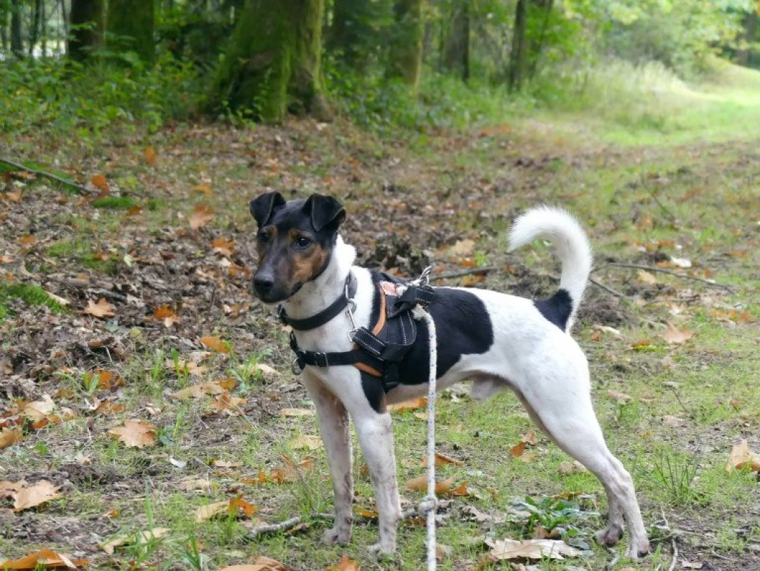 Photo #3 de Chestnut