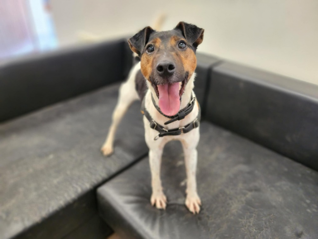 Photo #6 de Chestnut