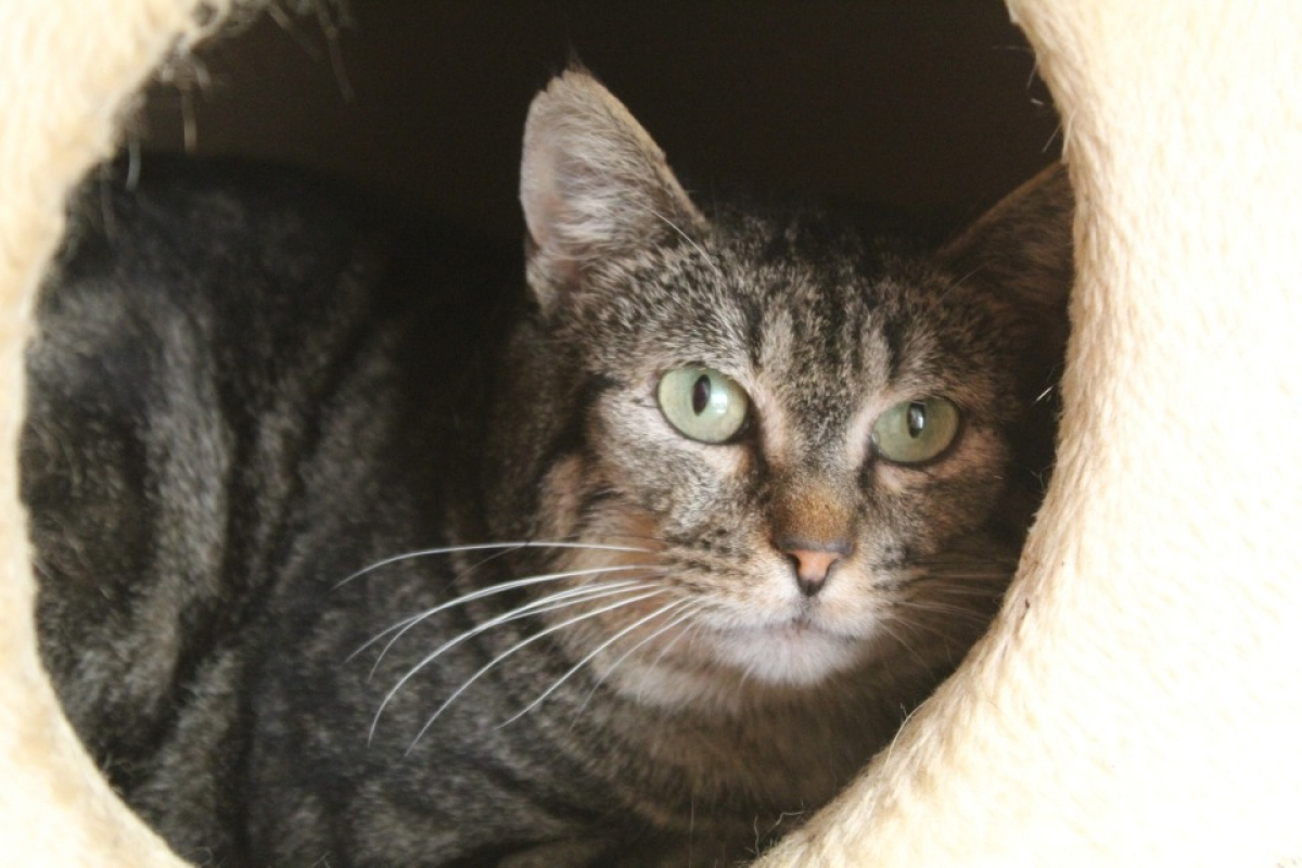Amiche - Chat Européen à adopter