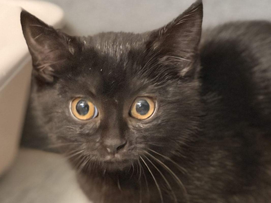 Photo #1 de Sucrinette