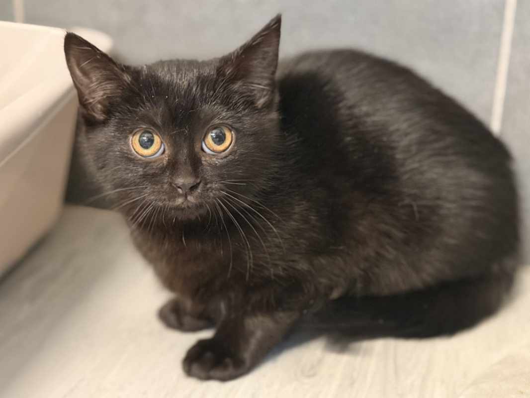 Photo #2 de Sucrinette