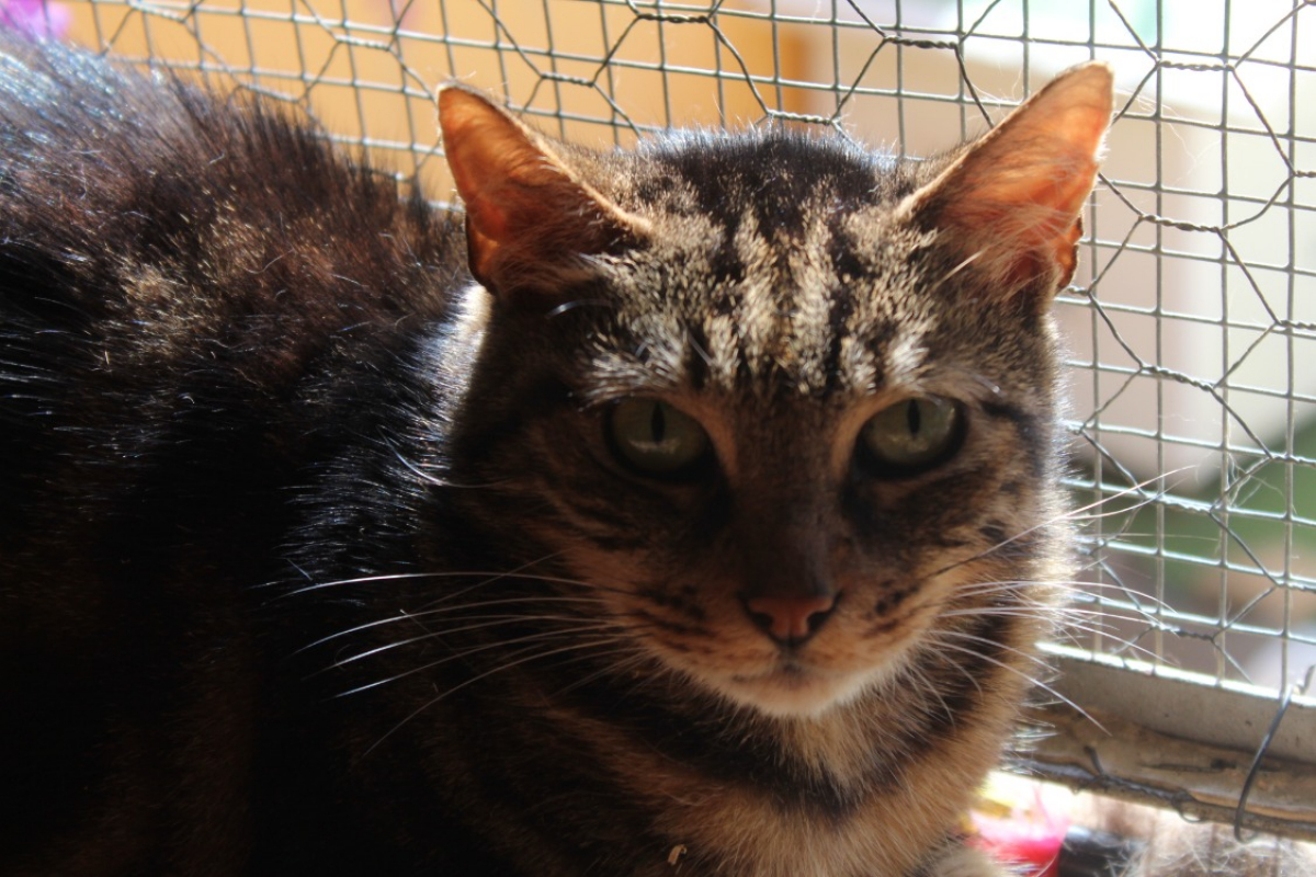 Archibald - Chat Européen à adopter