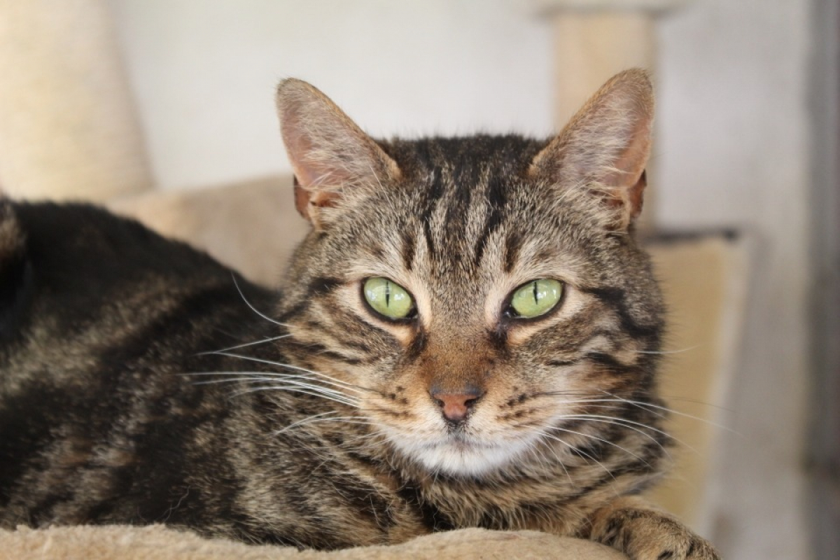 Archibald - Chat Européen à adopter - photo 2