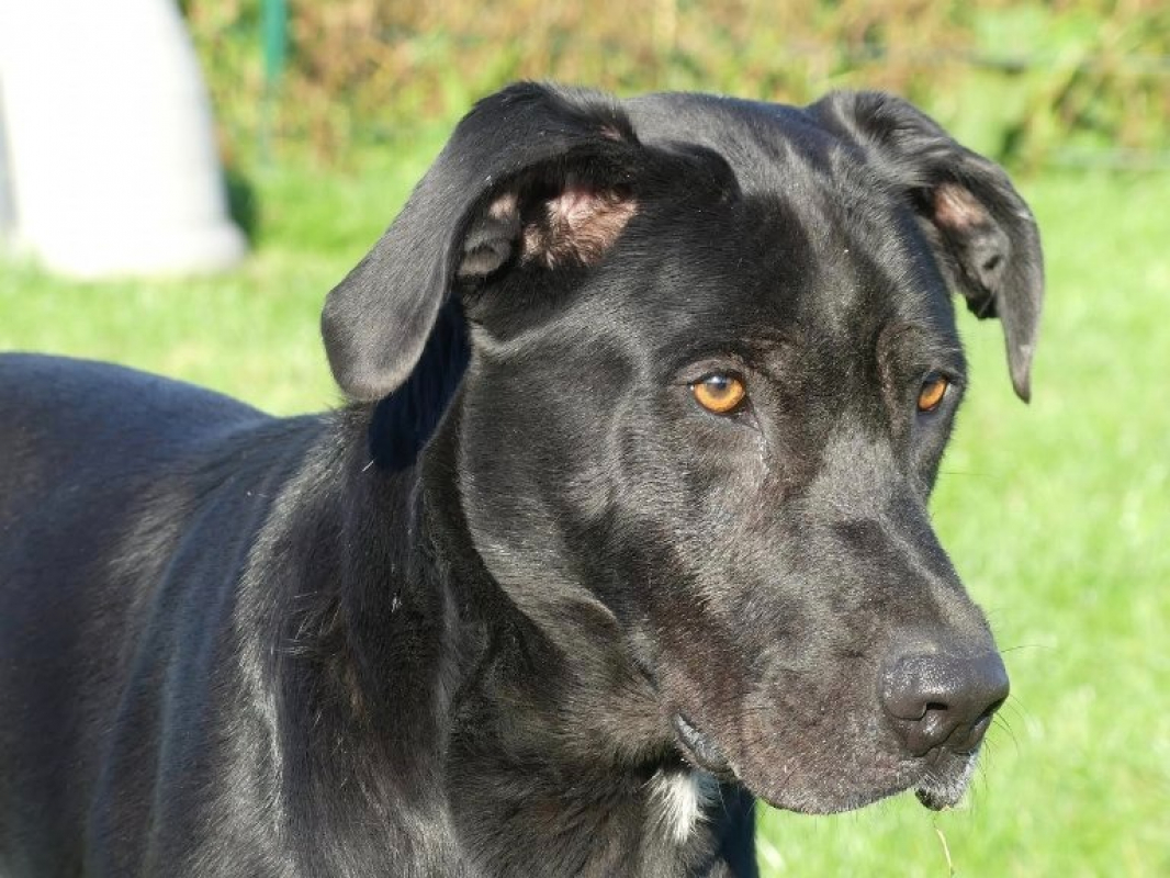 Photo #3 de Black
