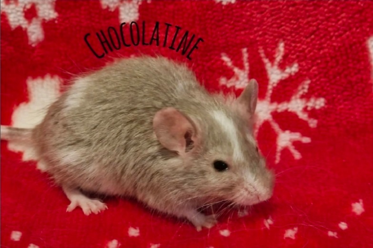 Photo de Chocolatine