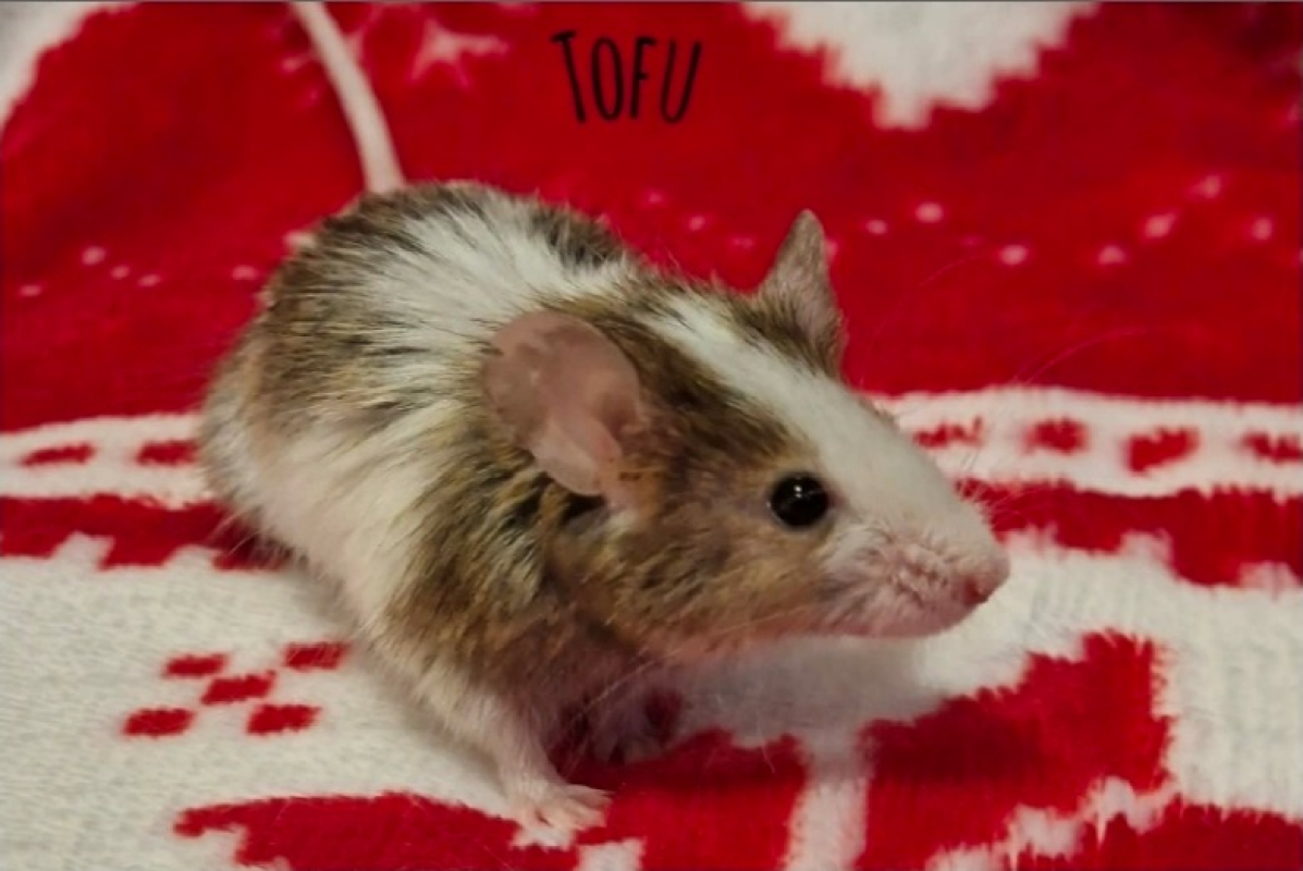 Photo de Tofu