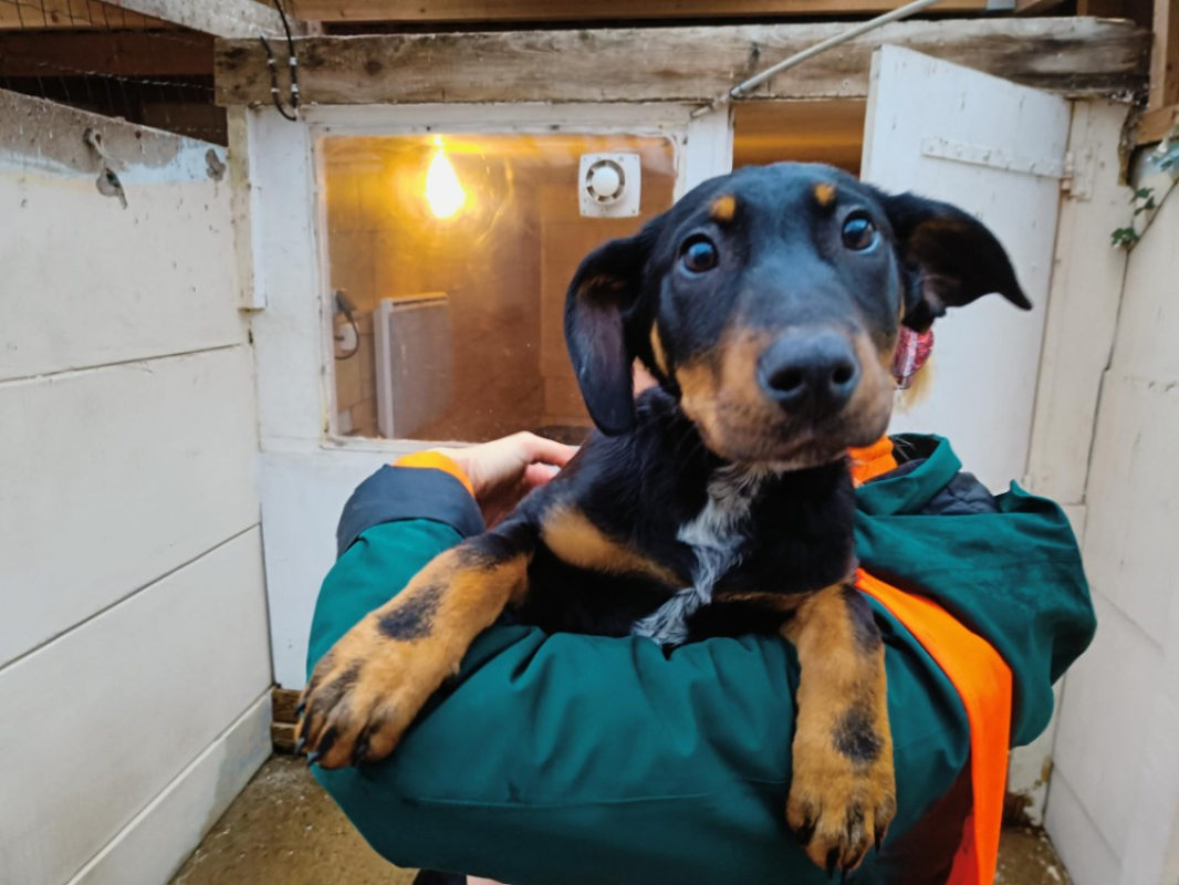 Photo #1 de Mimolette