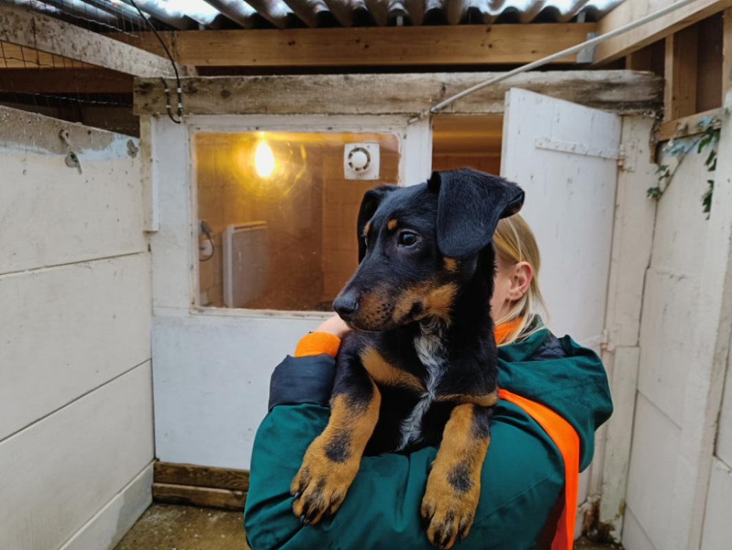 Photo #2 de Mimolette