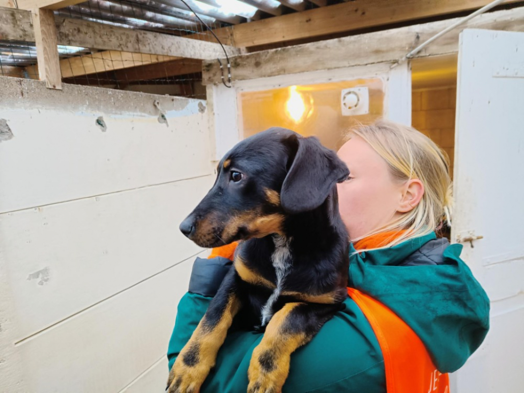 Photo #3 de Mimolette