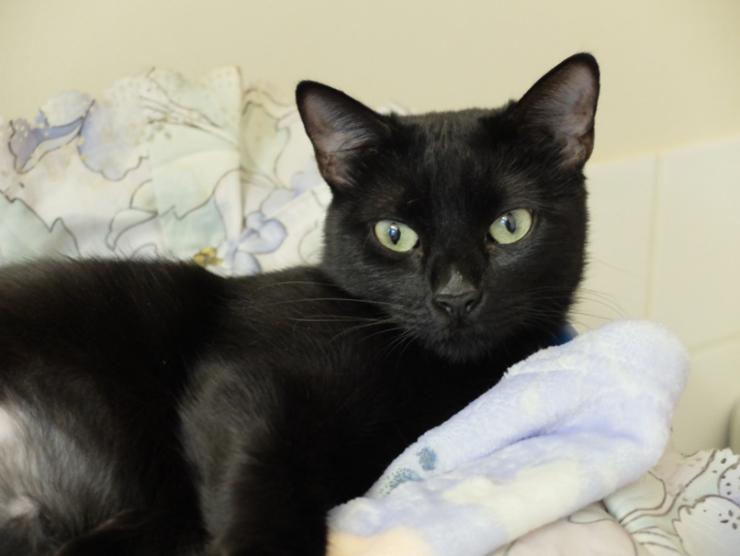 Photo #1 de Pictorette