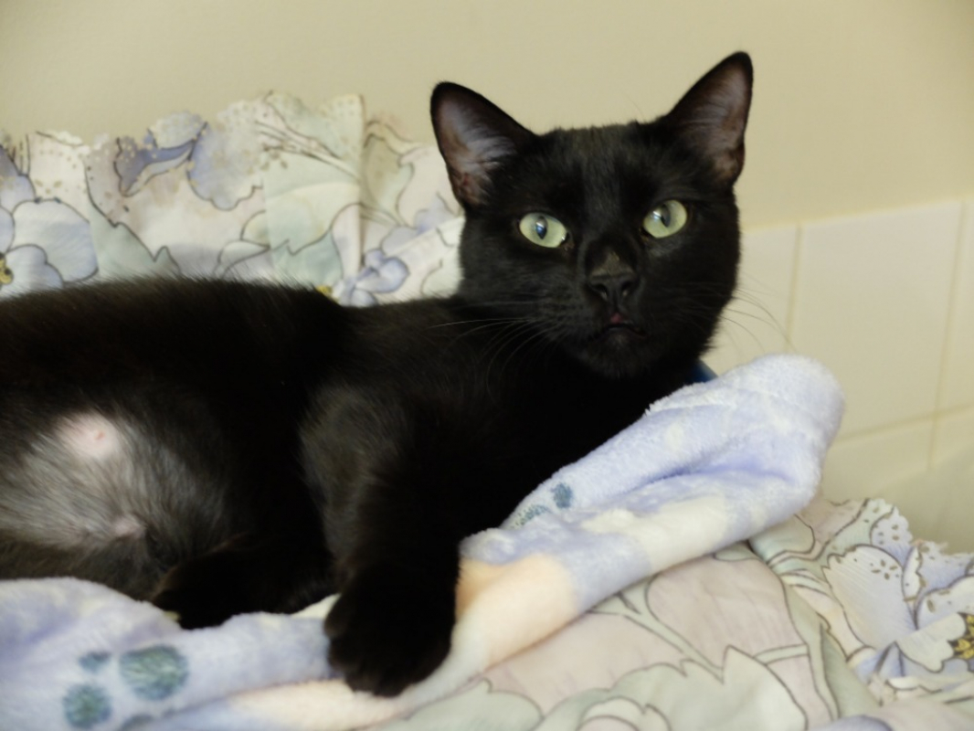 Photo #2 de Pictorette