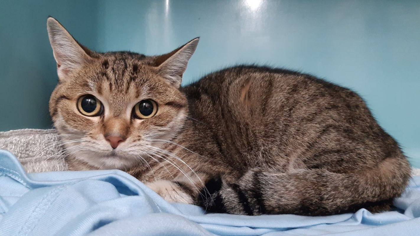 Photo #1 de Starfire