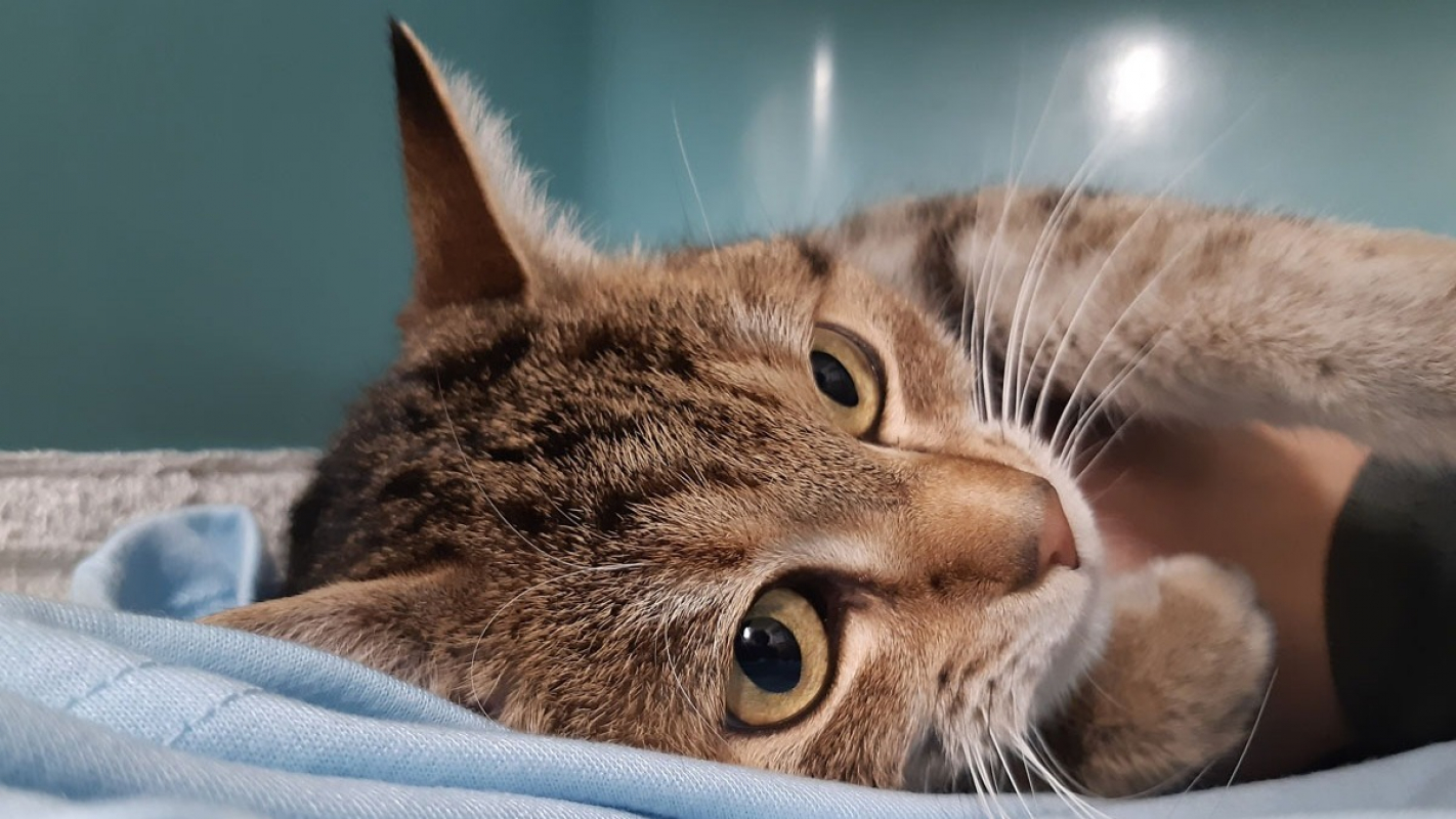 Photo #2 de Starfire