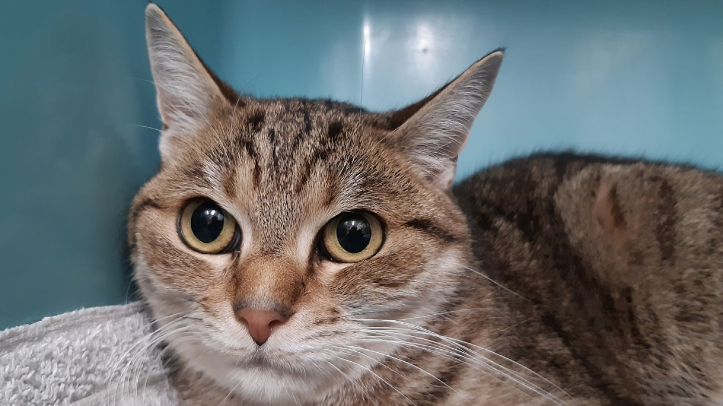 Photo #3 de Starfire