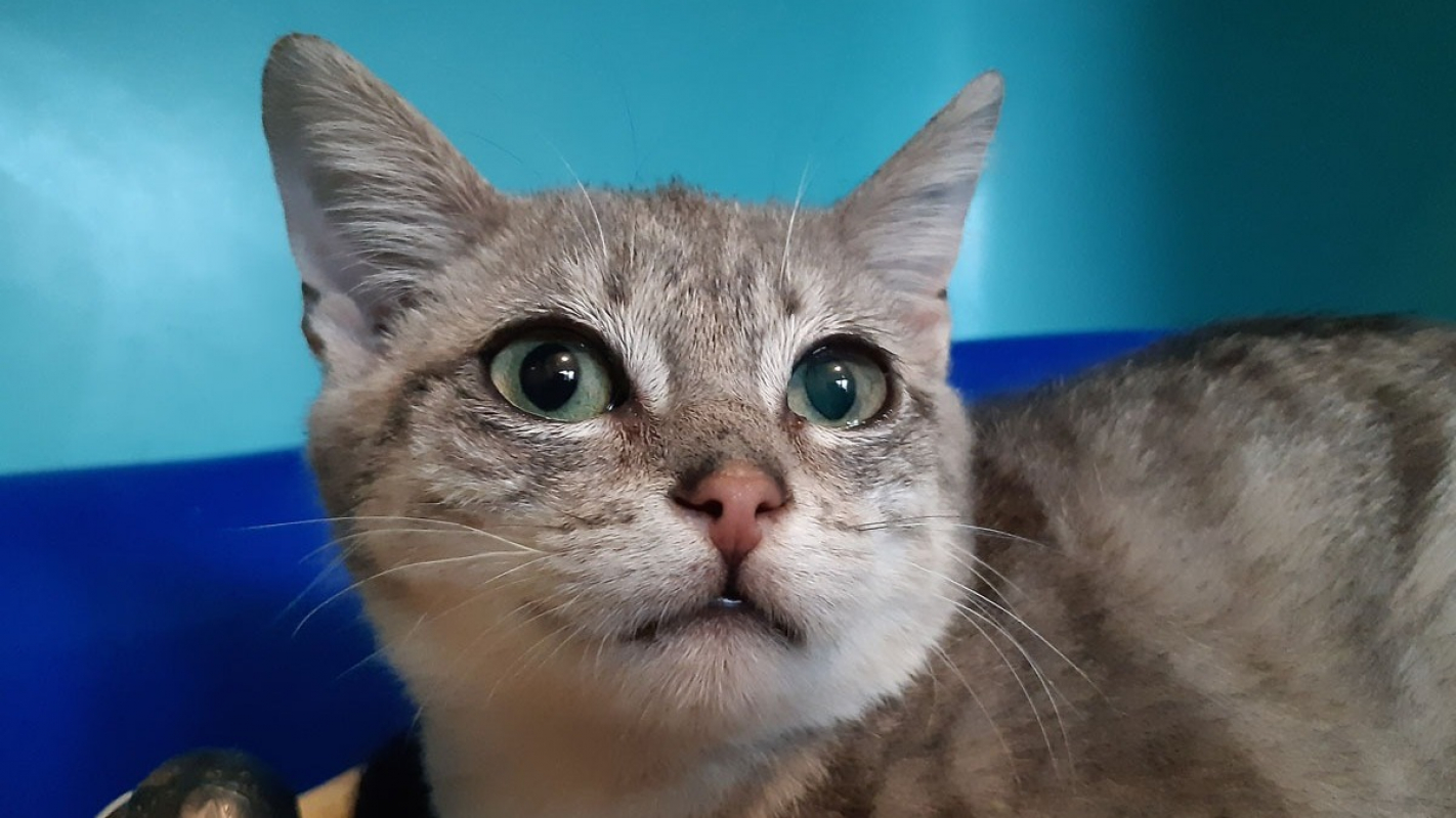 Photo #1 de Baldaquin