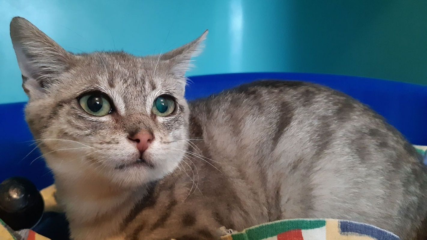 Photo #2 de Baldaquin