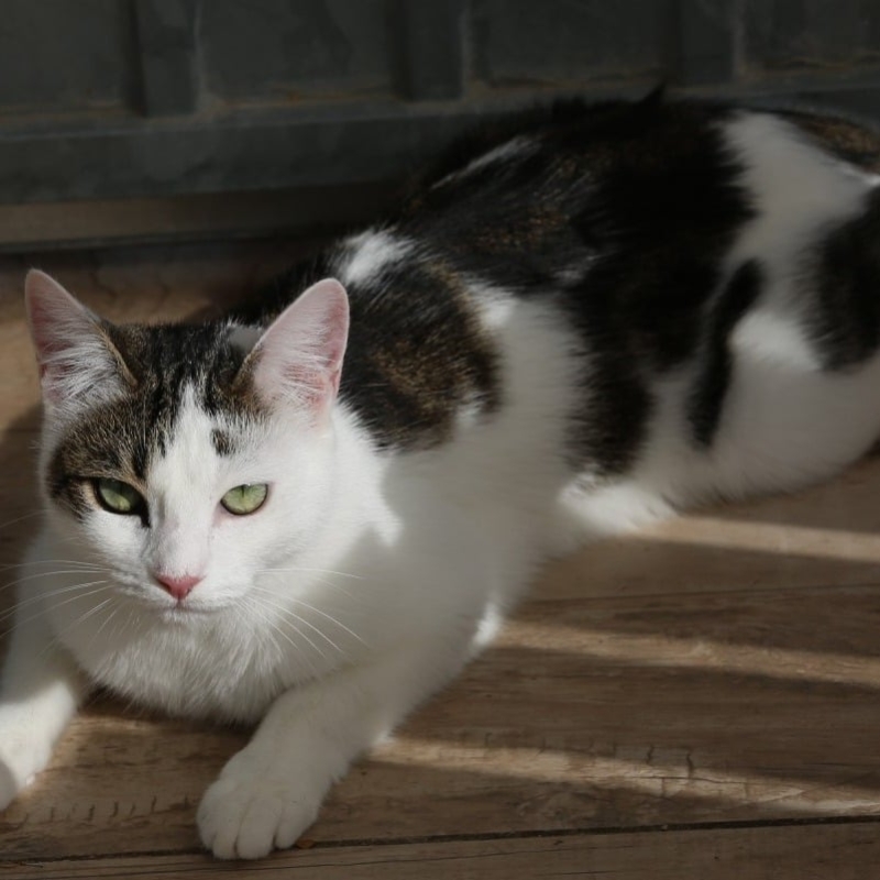 Photo de Teeki