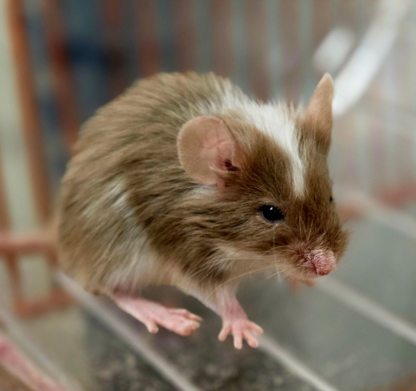 Photo #1 de Pashmina