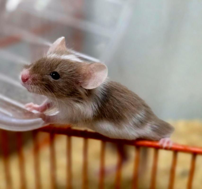 Photo #2 de Pashmina