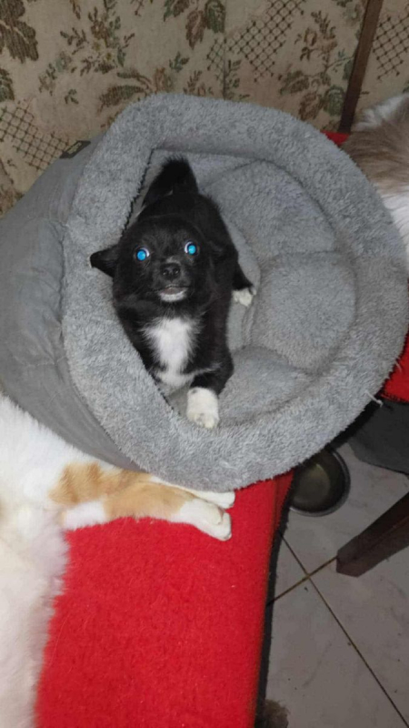 Photo #1 de GUIMAUVE