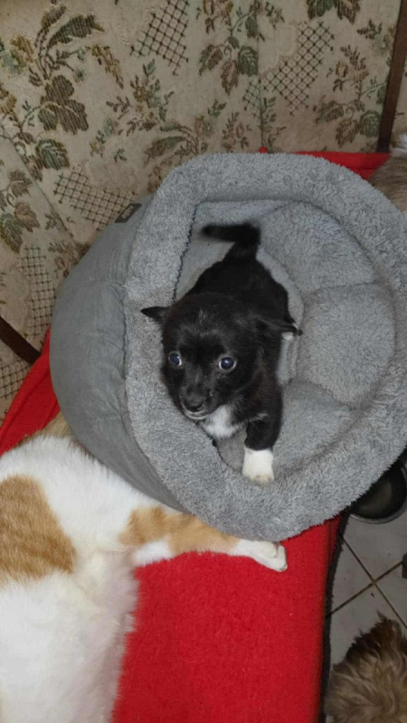 Photo #2 de GUIMAUVE