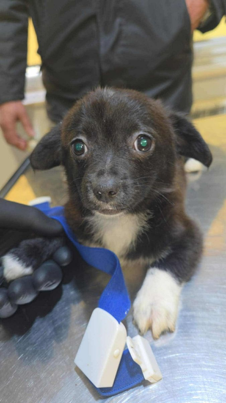 Photo #3 de GUIMAUVE