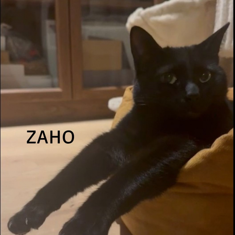 Photo #2 de ZAHO