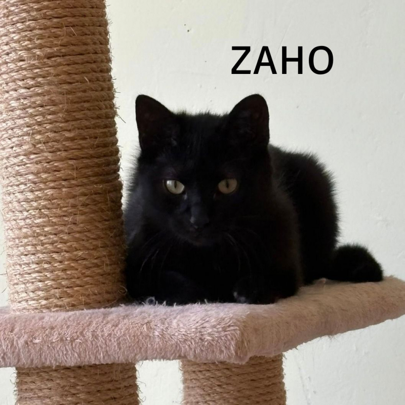 Photo #6 de ZAHO