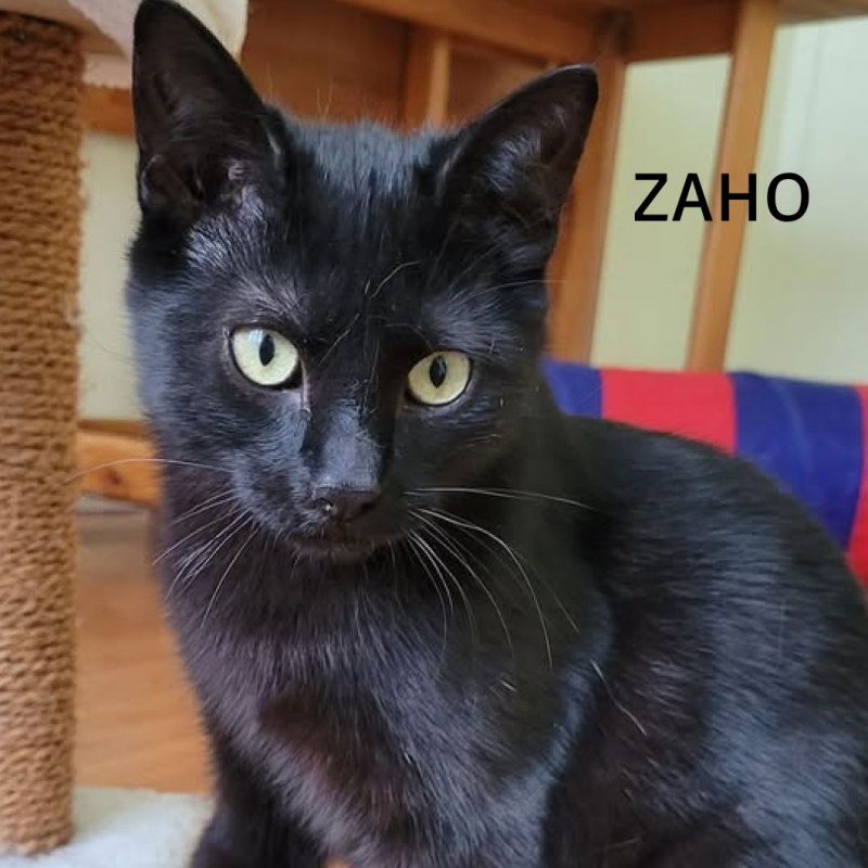 Photo #8 de ZAHO