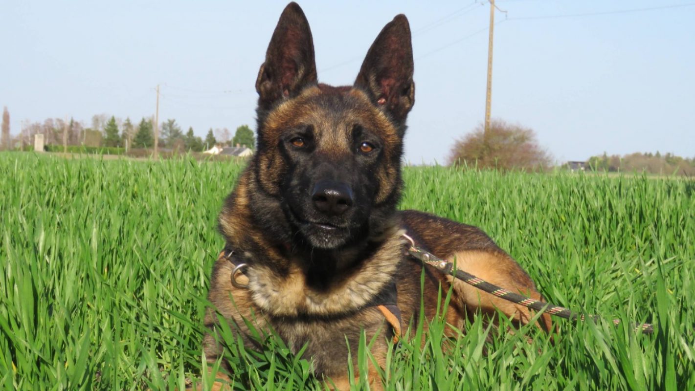 Simba - Chien Berger Belge Malinois à adopter
