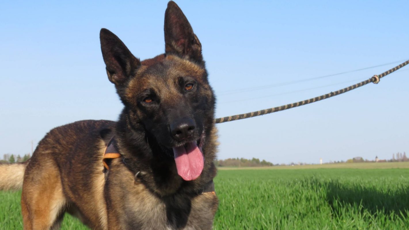Simba - Chien Berger Belge Malinois à adopter - photo 2