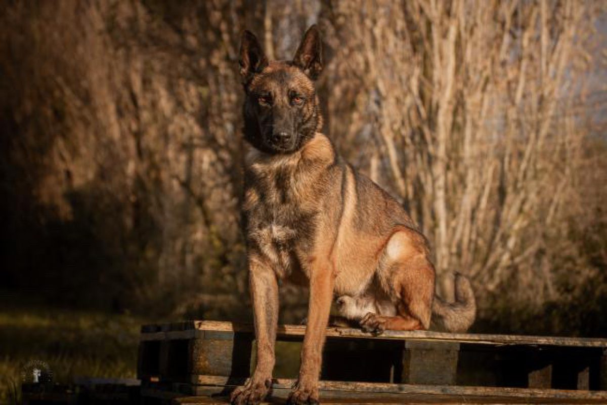 Simba - Chien Berger Belge Malinois à adopter - photo 3