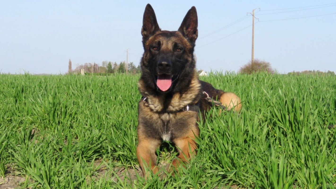 Simba - Chien Berger Belge Malinois à adopter - photo 4