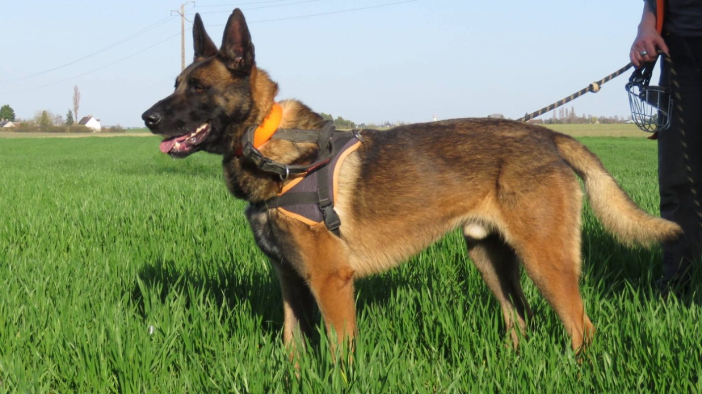 Simba - Chien Berger Belge Malinois à adopter - photo 5