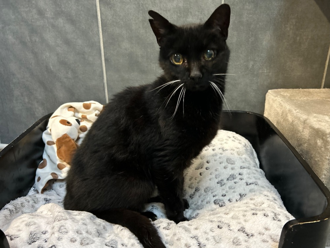 Photo #1 de Chatnoir