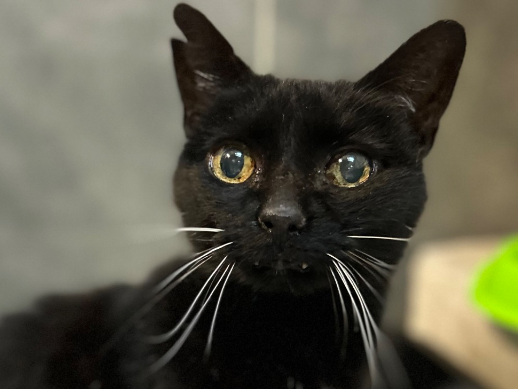 Photo #2 de Chatnoir