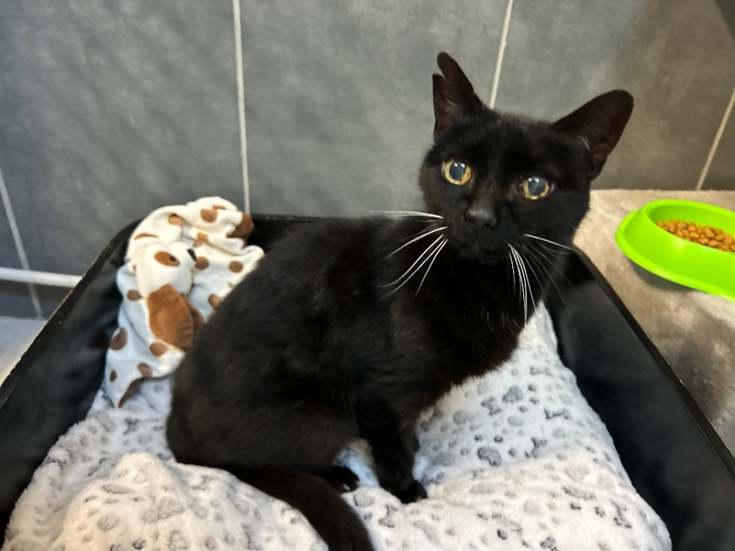 Photo #3 de Chatnoir