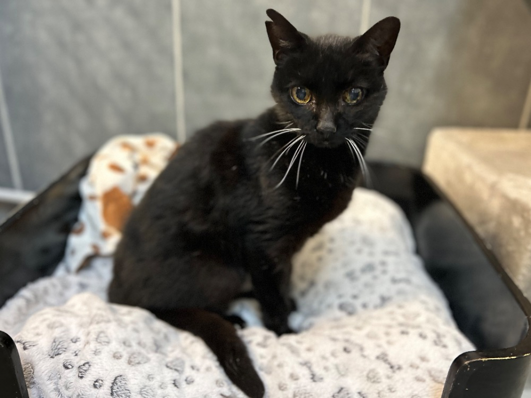 Photo #4 de Chatnoir