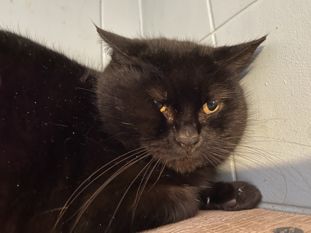 Photo #1 de Primrose